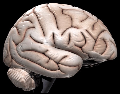 Human_Brain